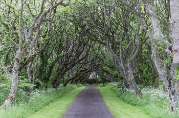 Skotland - allé med træer i haven til det royale slot Castle of Mey