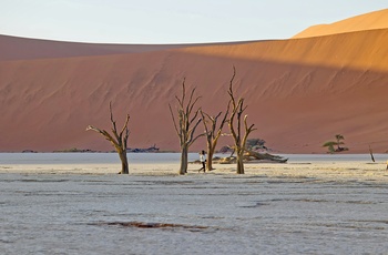 Turister på opdagelse i Deadvlei med døde træer i Sossusvlei, Namib-Naukluft National Park, Namibia