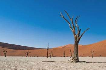 Deadvlei med døde træer i Sossusvlei, Namib-Naukluft National Park, Namibia