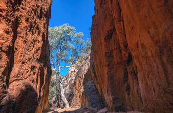 Kløften Standley Chasm - Northern Territory