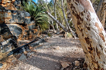 Sti mod kløften Standley Chasm - Northern Territory