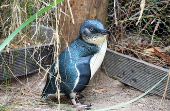 Blue Penguin - verdens mindste pinvin - Tasmanien