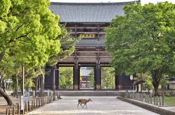 Todai-ji Temple i Nara, Japan