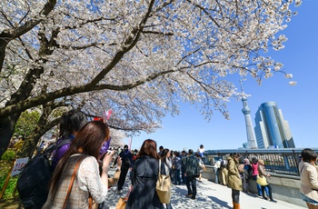 Tokyo Skytree - Japans højeste tårn