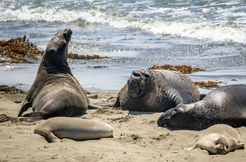 Søelefanter ved San Simeon i Californien, USA - Foto mana5280 Unsplash small.jpg