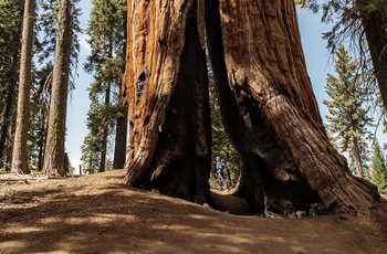 Mor og barn i Sequoia National Park, Californien i USA