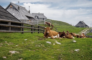 Hyrdeboliger og køer i Velika planina - det store græsningsplateau i Slovenien