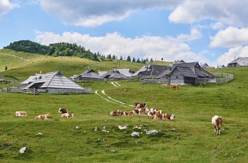 Hyrdeboliger og køer i Velika planina - det store græsningsplateau i Slovenien