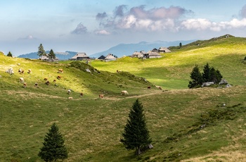 Hyrdeboliger og køer i Velika planina - det store græsningsplateau i Slovenien