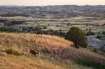 Vilde heste i Theodore Roosevelt National Park, North Dakota