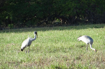 Brolga par i Yellow Waters, Kakadu National Park, Northern Territory