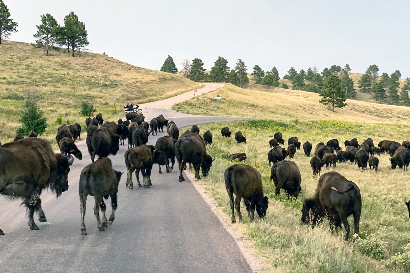 Bison i Custer State Park - South Dakota i USA